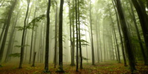 forest