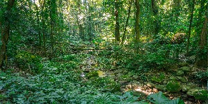 lush forest