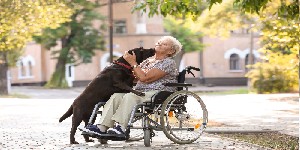 woman in wheelchair with dog
