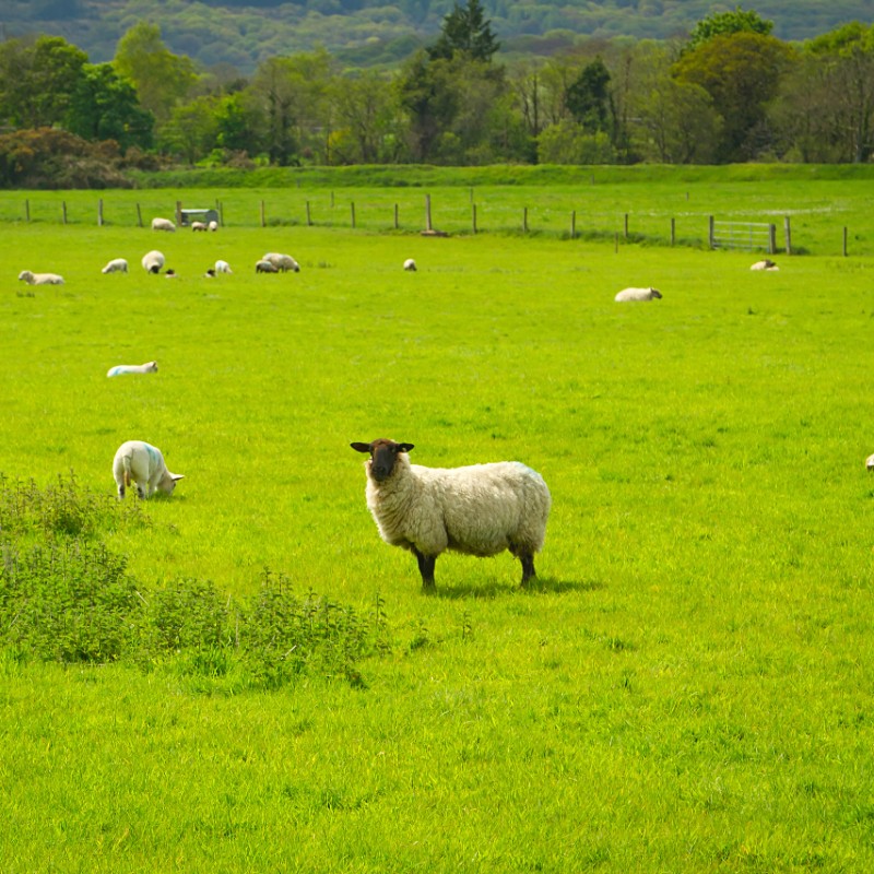 sheep in a green field