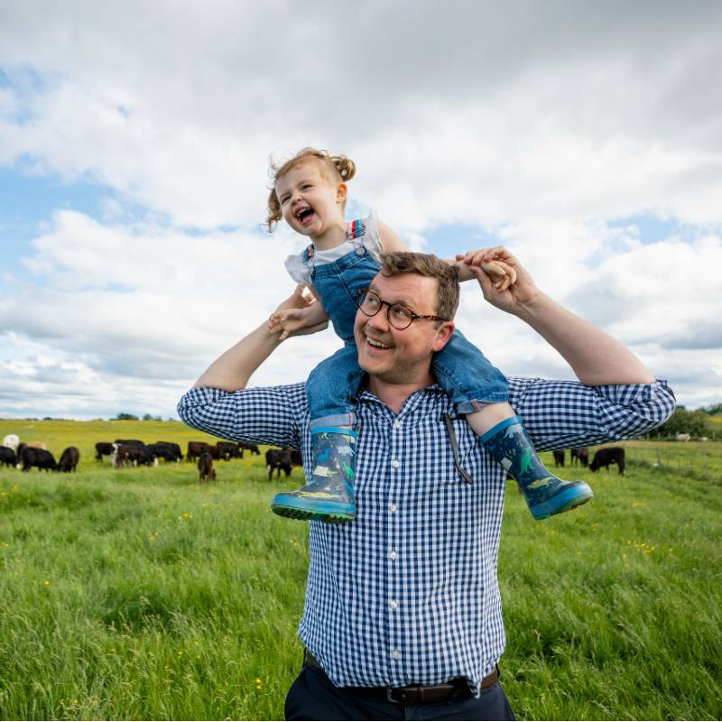 Father with daughter on his shoulders walking through a field with cows